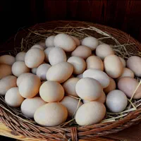 تخم مرغ محلی