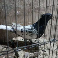 کفتر کله|پرنده|شیراز, تندگویان|دیوار