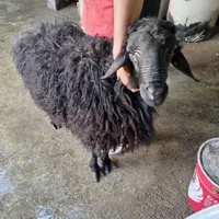 قصاب وسلاخ مجرب صفرتاصد|خدمات پذیرایی، مراسم|همدان, |دیوار