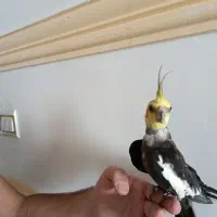 عروس هلندی|پرنده|دامغان, |دیوار