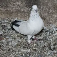 کبوتر|پرنده|اردبیل, |دیوار