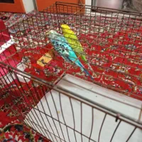 مرغ عشق|پرنده|نورآباد ممسنی, |دیوار