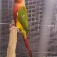 مولد گیرینچیک فول رد|پرنده|تهران, دانشگاه شریف|دیوار