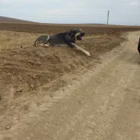 واگذاری سگ عراقی