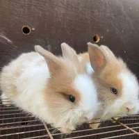 بچه خرگوش لوپ|موش و خرگوش|کردکوی, |دیوار