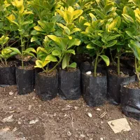 شمشاد طلایی|خدمات باغبانی و درختکاری|بندر انزلی, چهارفریضه|دیوار