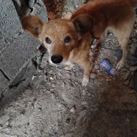 سگ هیواپت|سگ|رشت, منظریه|دیوار