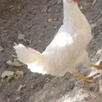 مرغ سفید تخم گذار