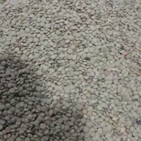 باسلام من کشاورز حاصل زحمت یک سال عدس مشکین شهر|خوردنی و آشامیدنی|بهارستان, |دیوار