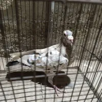 کبوتر سرور گم شده آبپخش