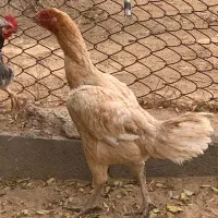 مرغ لاری|حیوانات مزرعه|تایباد, |دیوار