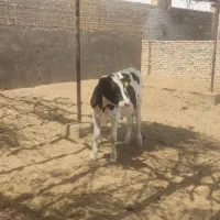گوساله نر