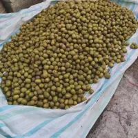 کیوی خونی درشت وباکیفیت