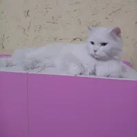 گربه ماده|گربه|اهواز, عین ۲|دیوار