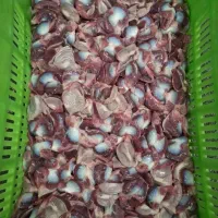 سنگدان پاک کرده گشتاروز تازه.