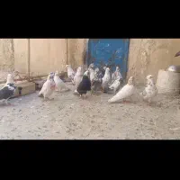 کفتر پرشی|پرنده|قم, قلعه کامکار|دیوار
