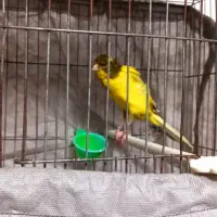 قناری ماده|پرنده|پرند, فاز ۵|دیوار