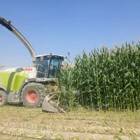 ذرت علوفه ای