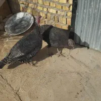 بوقلمون ماده