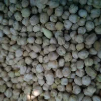 نخود بانکول