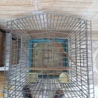 قفس مرغ مینا و عروس هلندی و طوطی