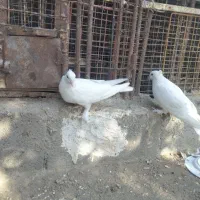 کفتر چوچه گره