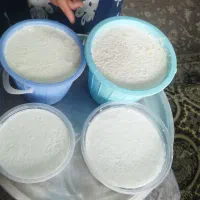 ماست گاومیش و شیر تازه گاومیش