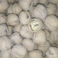 گردو یاسوج1200