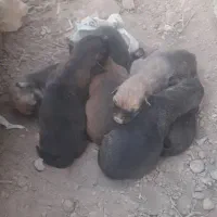 سگ قدر جونی