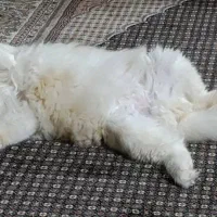 فروش دوتا گربه پرشین نروماده|گربه|بوشهر, |دیوار