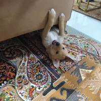 سگ باهوش برای واگذاری