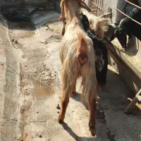 بز کهره دار|حیوانات مزرعه|بهبهان, |دیوار