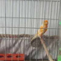 قناری نر پرتقالی