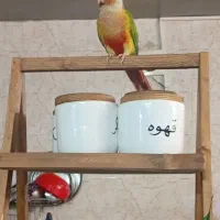 طوطی گیرینچیک