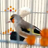 سهره دورگ زاغ|پرنده|شیراز, عادل آباد|دیوار