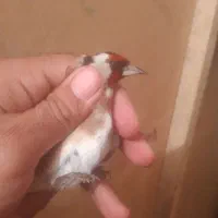 سهره درشت نروماده|پرنده|تبریز, |دیوار