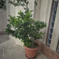 گل یاس  هلندی  سر حال