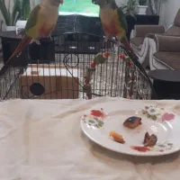 جفت گرینچیک دستی بالغ،قناری نر ،جفت برزیلی بالغ