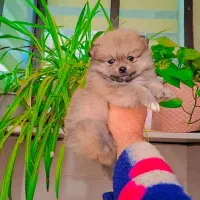 پامر خرسی عروسکی