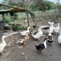 اردک گوشتی|حیوانات مزرعه|رشت, فخب|دیوار