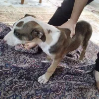 پیتبول ۳ ماهه|سگ|صباشهر, |دیوار