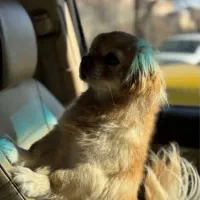 سگ پیکینیز امپریال|سگ|تبریز, |دیوار