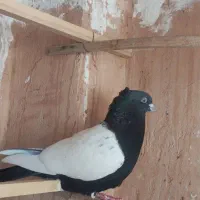 کفتر سینه سیاه کاکلی ماده و زاغ کاکلی