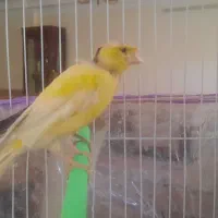 تعدادی قناری ماده و جوجه فائو|پرنده|مشهد, کوشش|دیوار