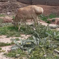 قوچ|حیوانات مزرعه|تربت جام, فاز ۱ فرهنگیان|دیوار