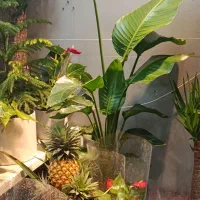 نخل نیکولای(پرنده بهشت)