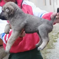 یک جفت شاه توله سرابی اصیل