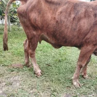 گاو چالوسی حامله فقیر3ماه حامله|حیوانات مزرعه|سنگر, |دیوار