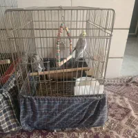 دو جفت عروس هلندی بالغ|پرنده|شیراز, کوشک میدان|دیوار