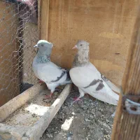 کبوتر دمسفید( کاغذی و سبز دمسفید گم شده در نواب